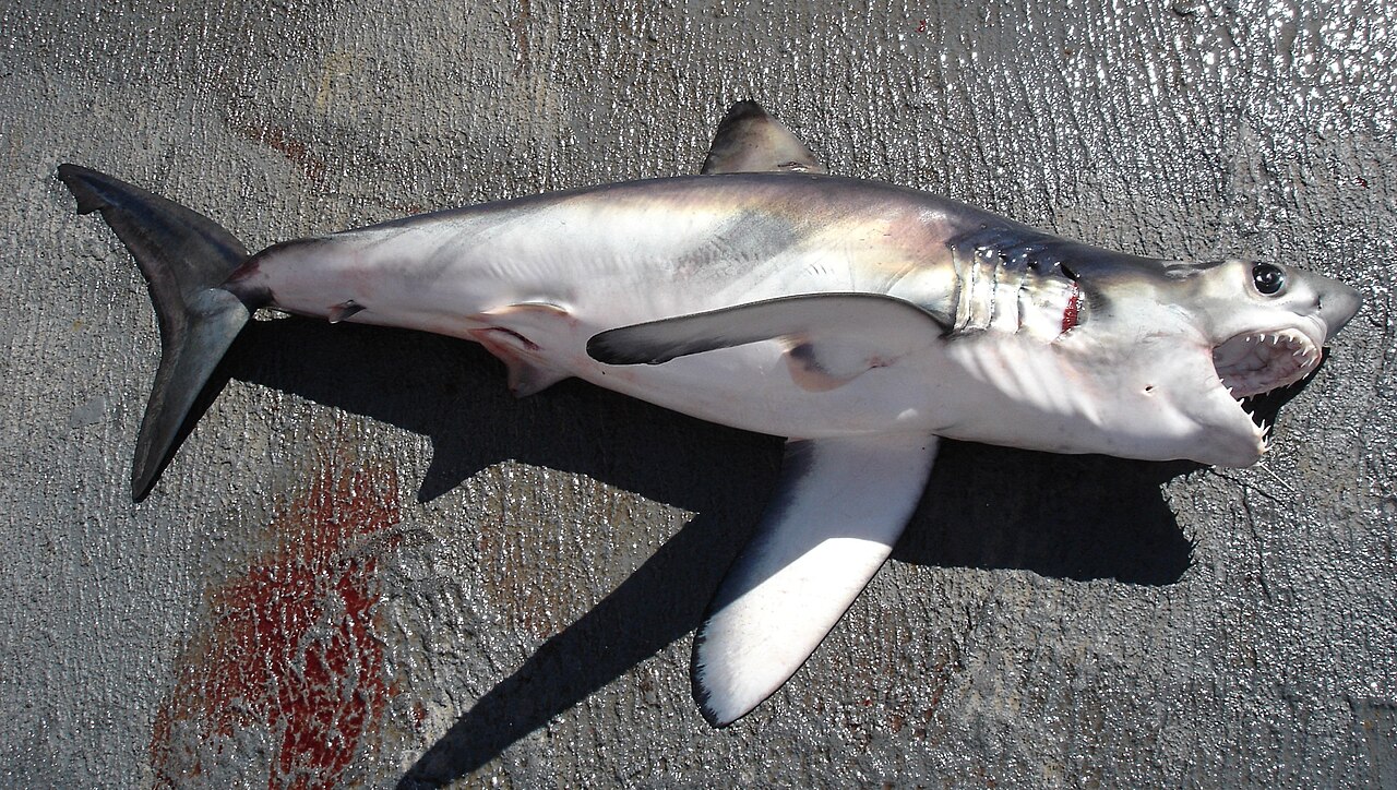 Longfin Mako reference