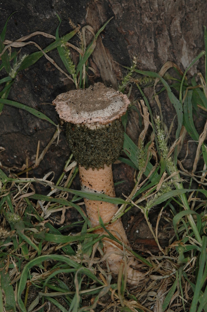 Sandy Stinkhorn reference