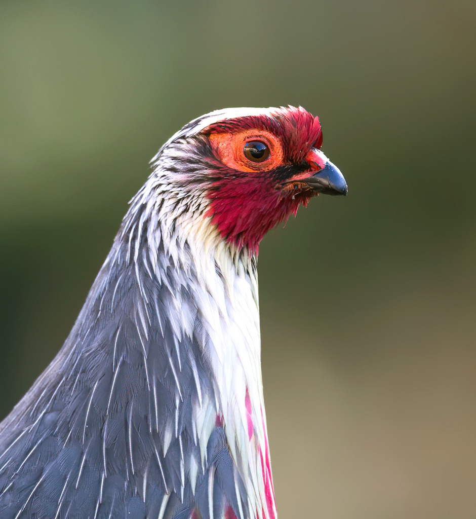 Blood Pheasant reference