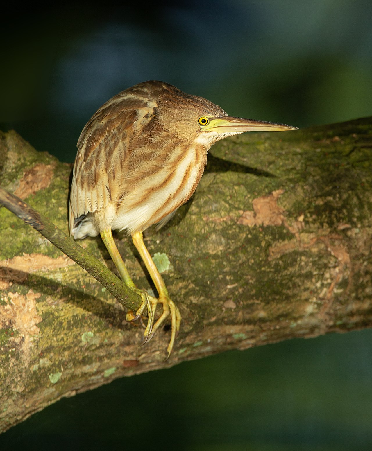 Yellow Bittern reference