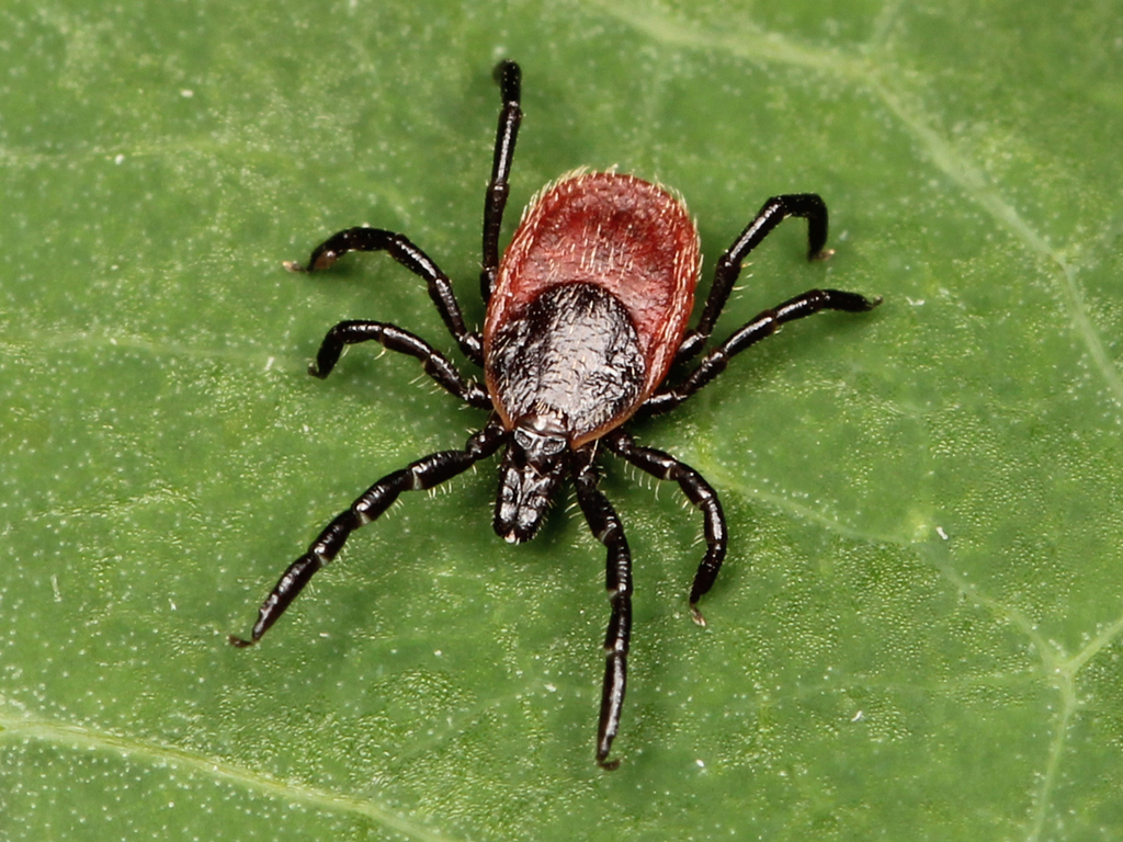Western Black-legged Tick reference