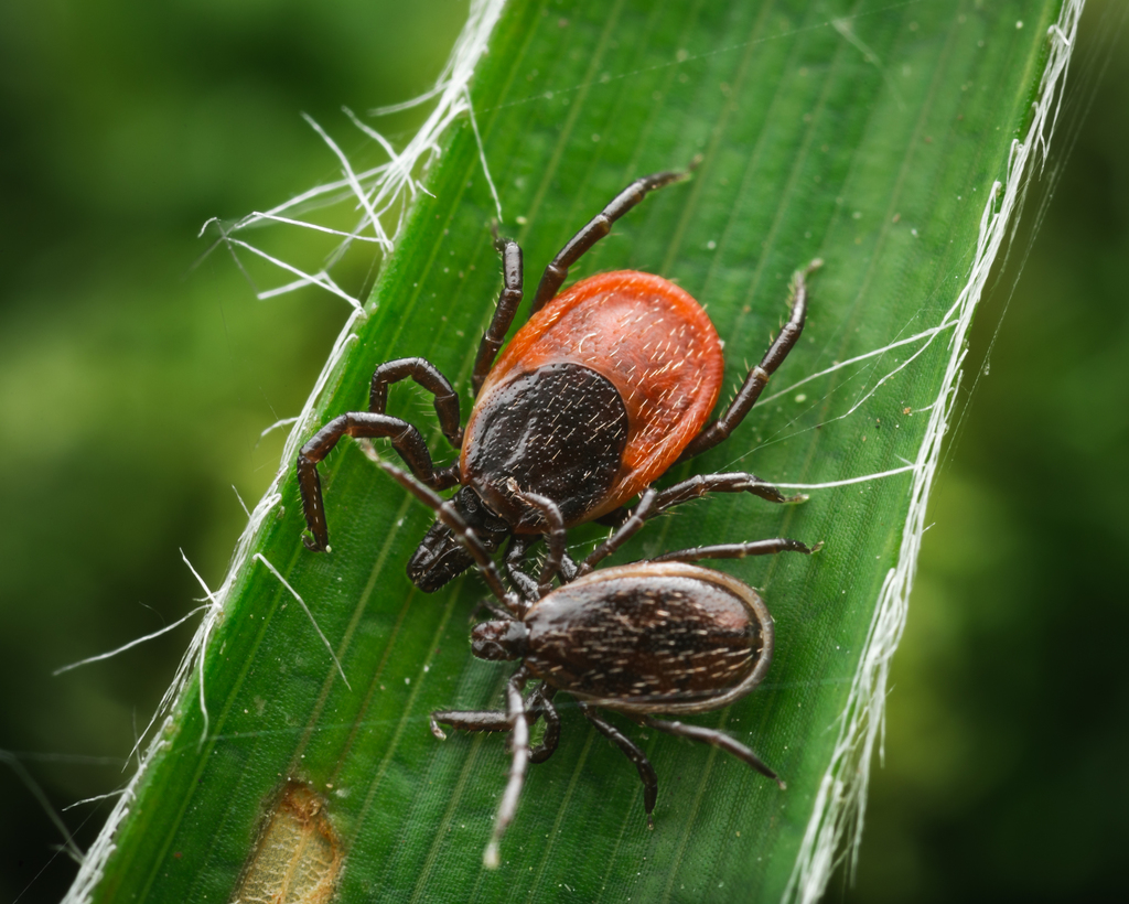Castor Bean Tick reference