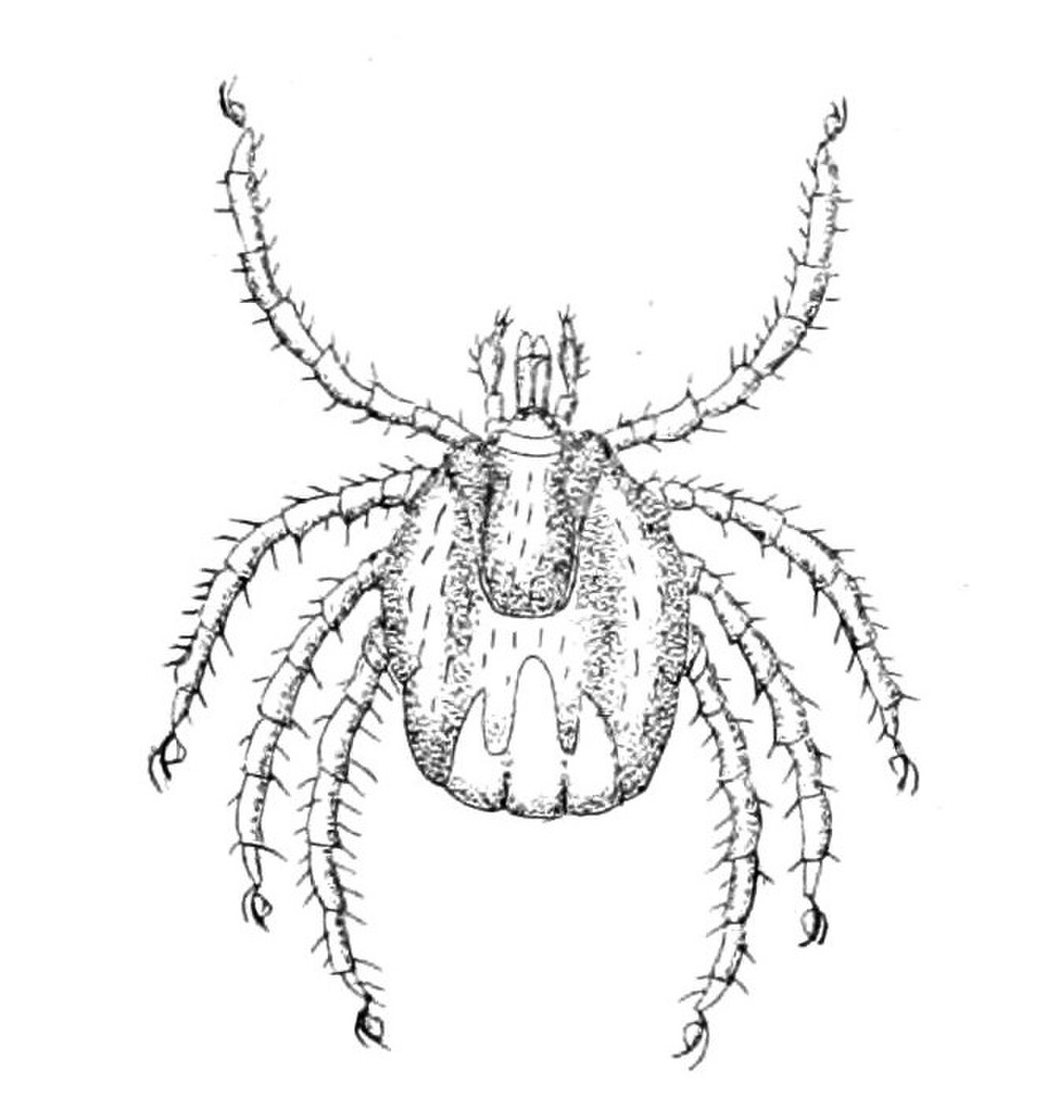 Seabird Tick reference