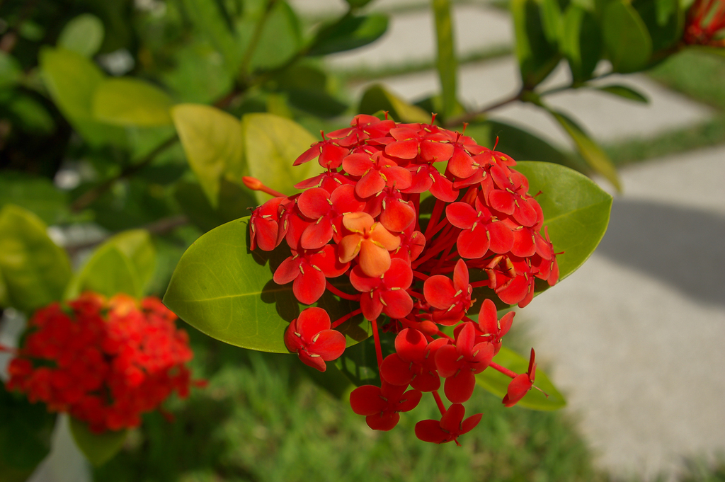 Chinese Ixora reference