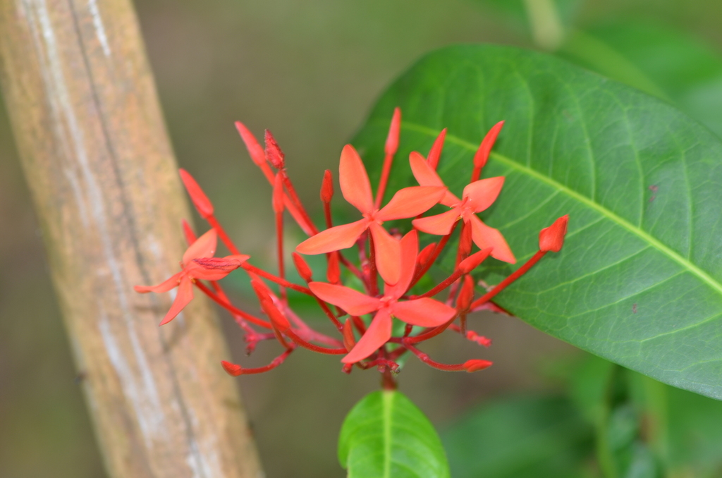 Jungle flame reference