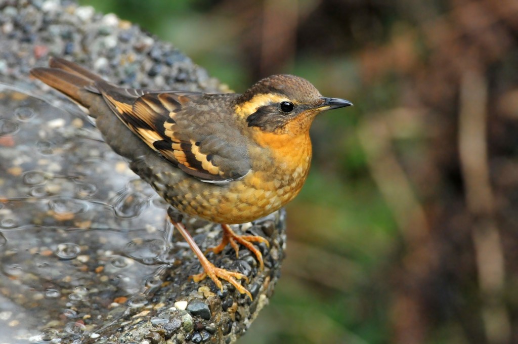 Varied Thrush reference