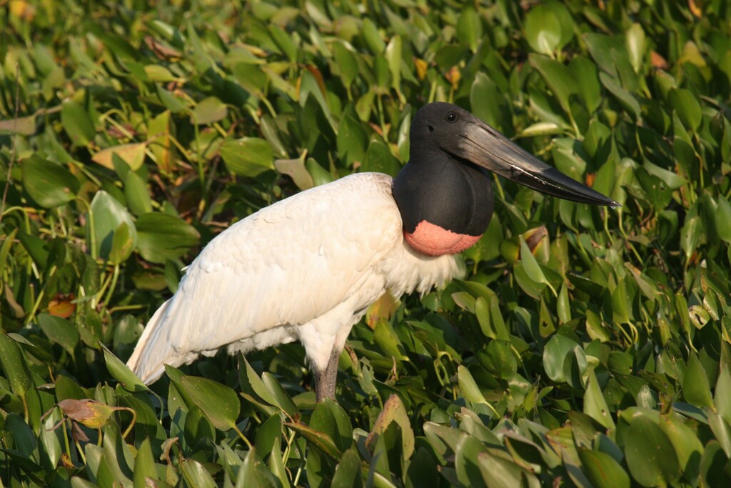 Jabiru reference