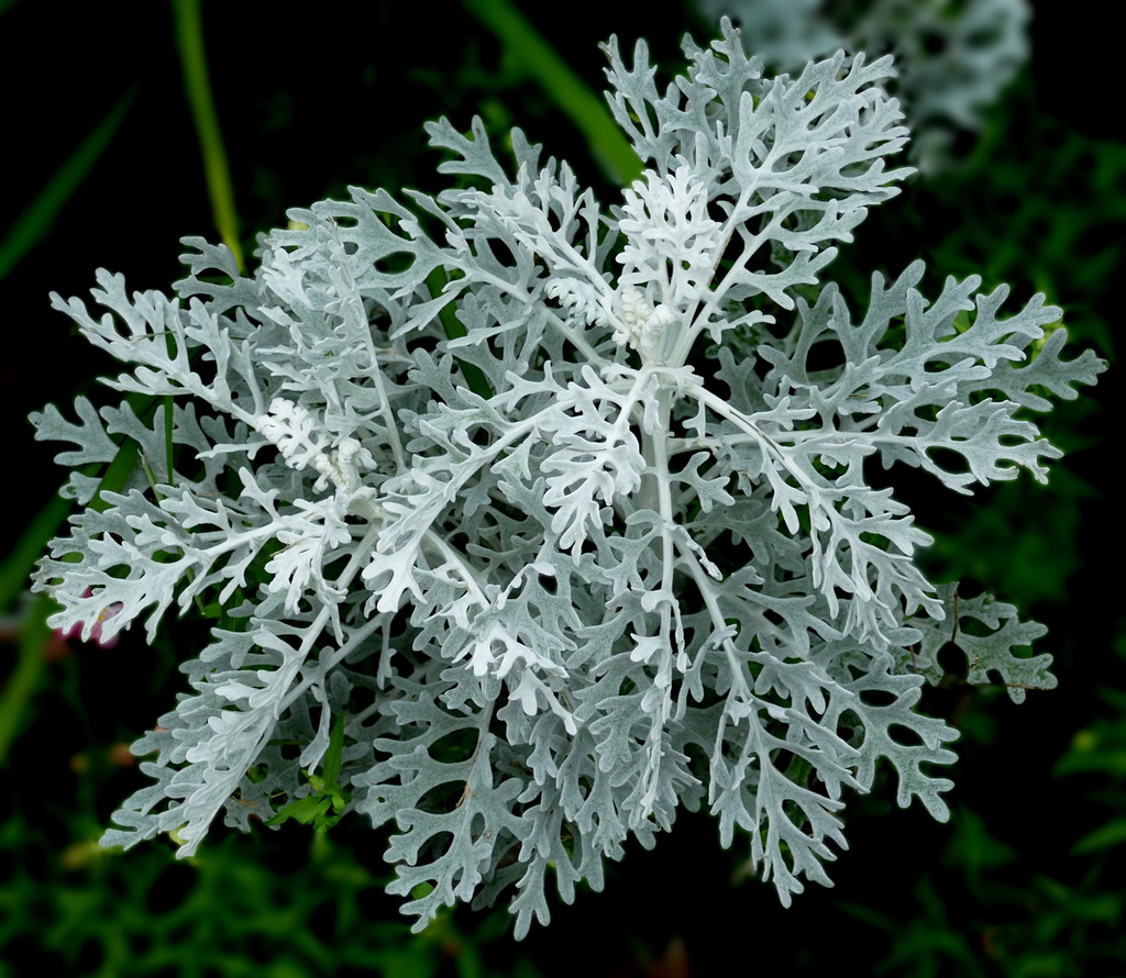 Dusty miller reference