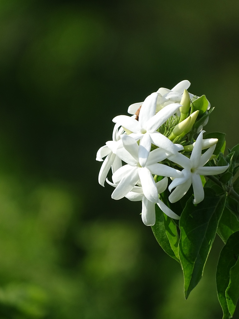 star jasmine reference
