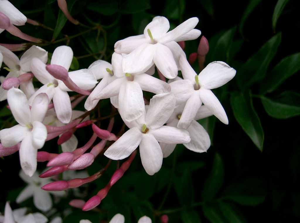 Pink Jasmine reference