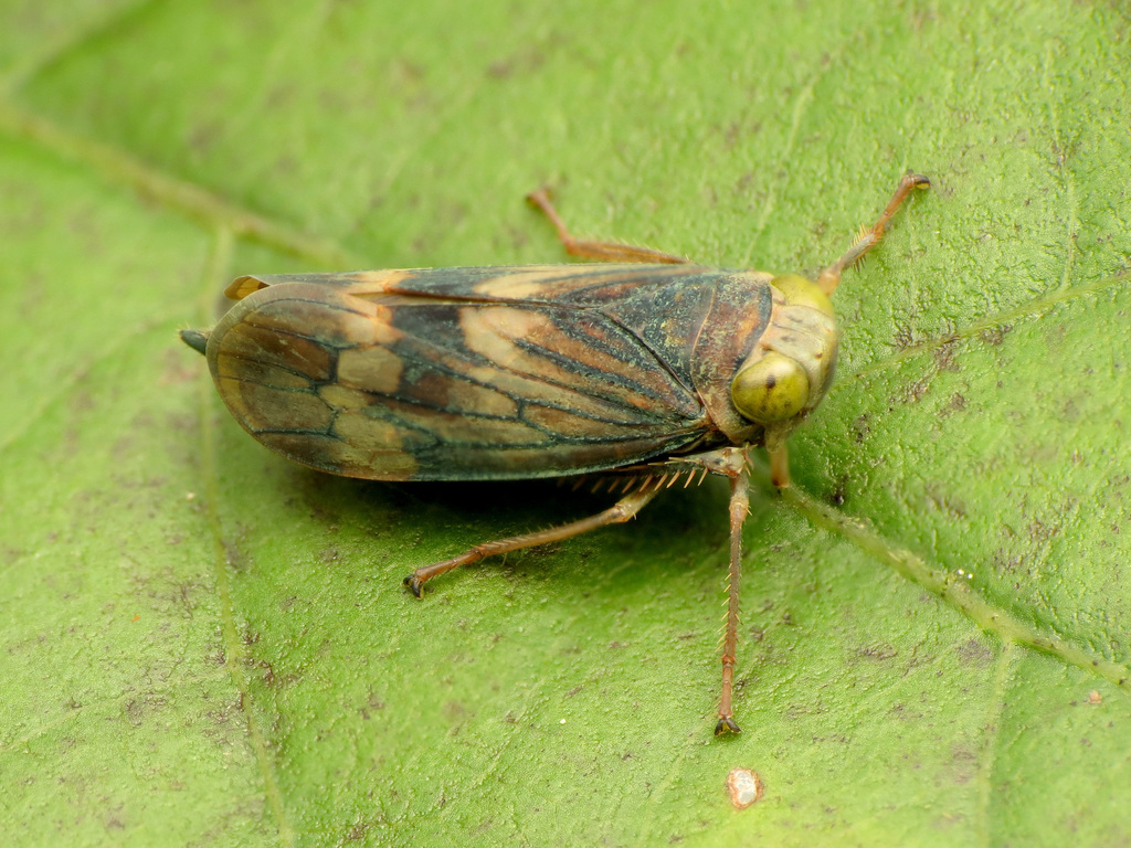 Coppery Leafhopper reference