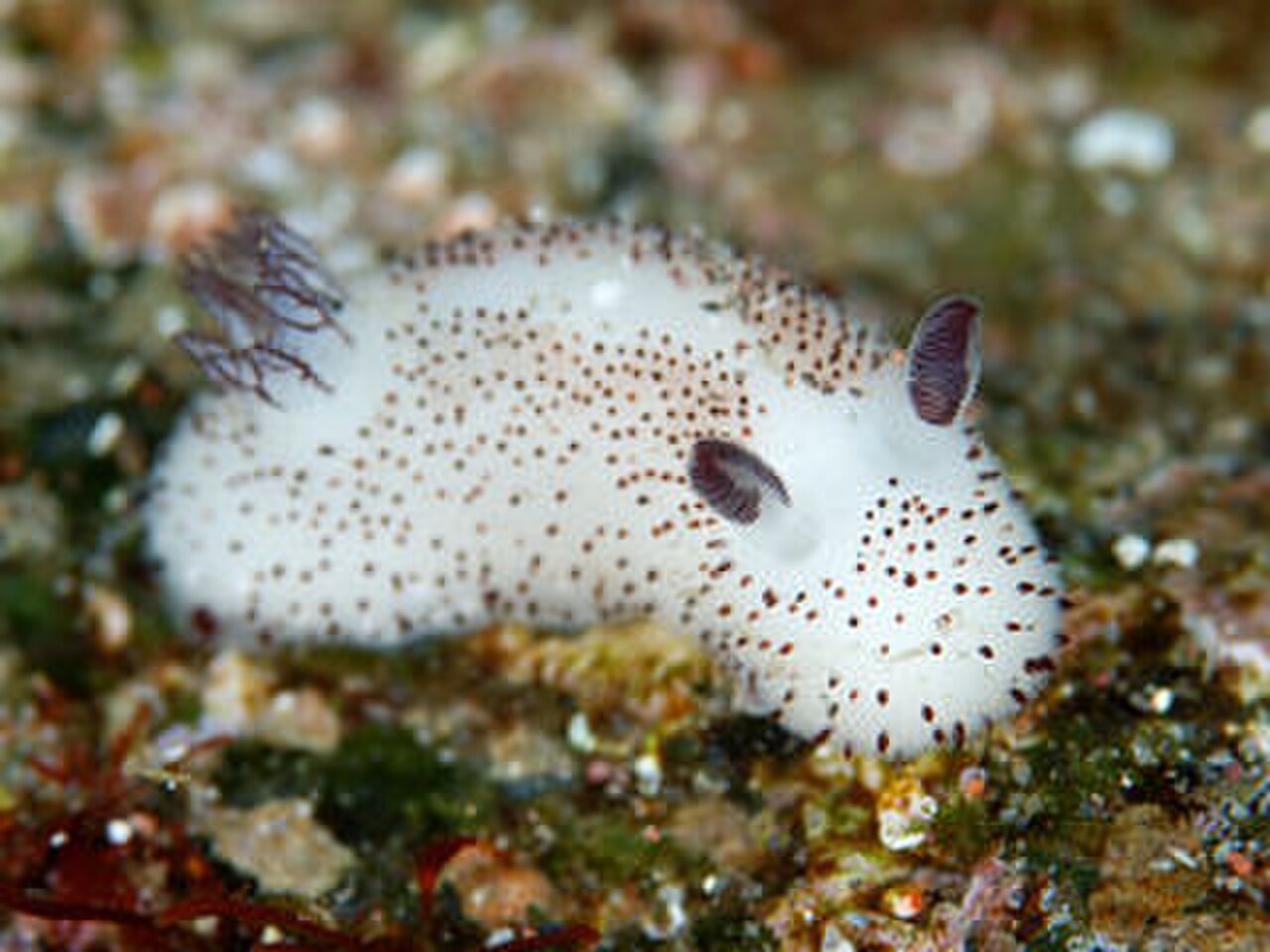 Sea Bunny reference