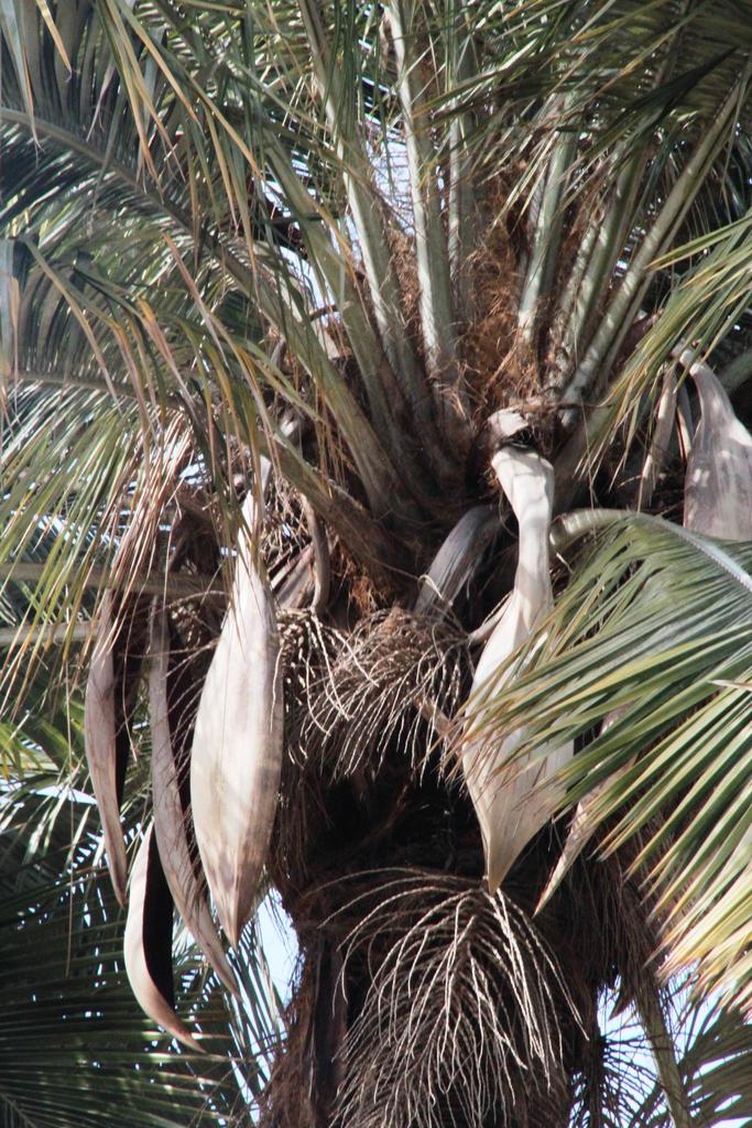 Chilean Wine Palm reference