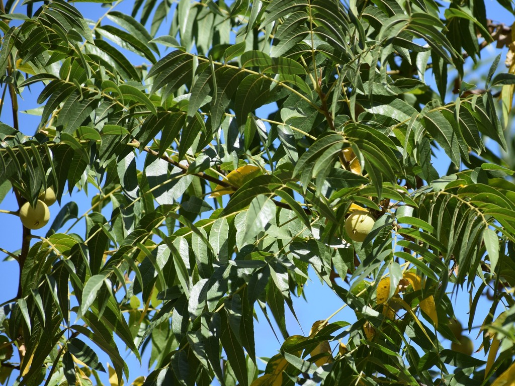 Northern California Black Walnut reference