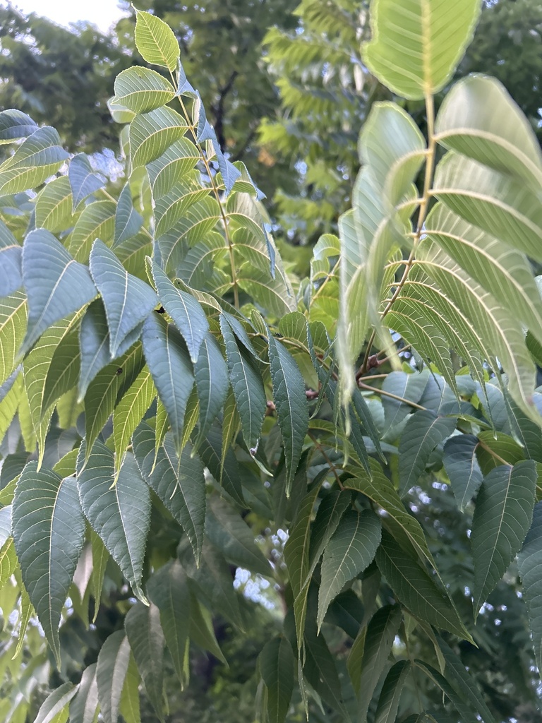 Eastern Black Walnut reference