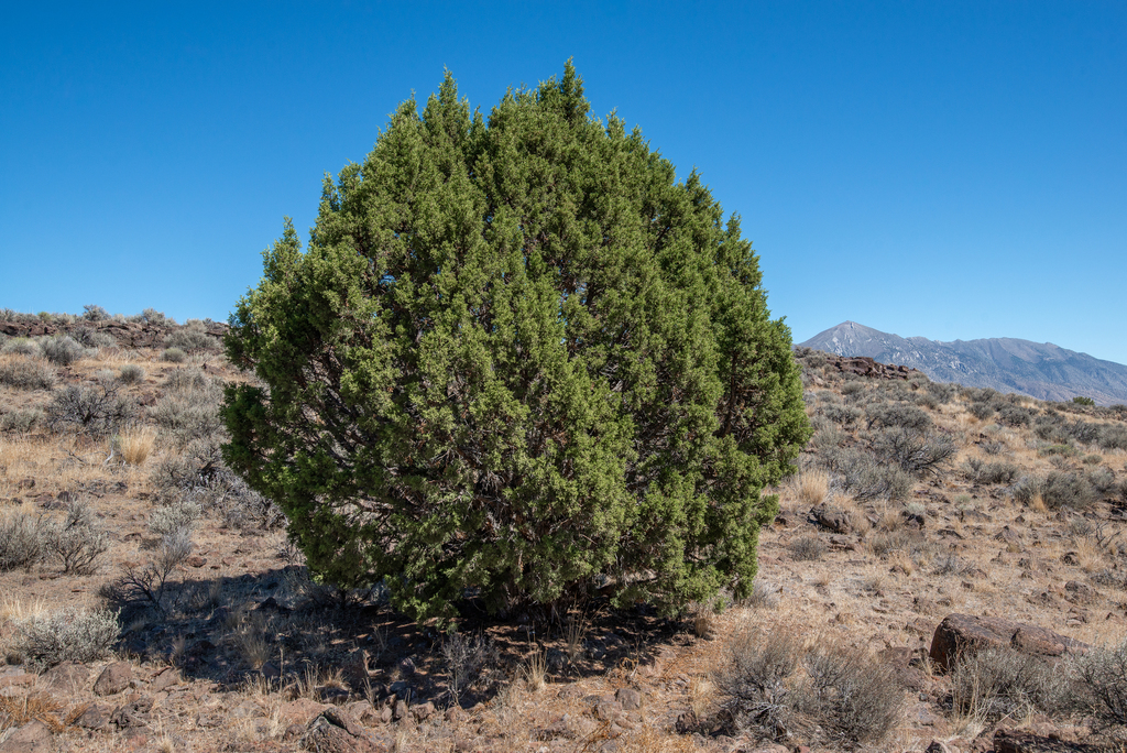 Western Juniper reference