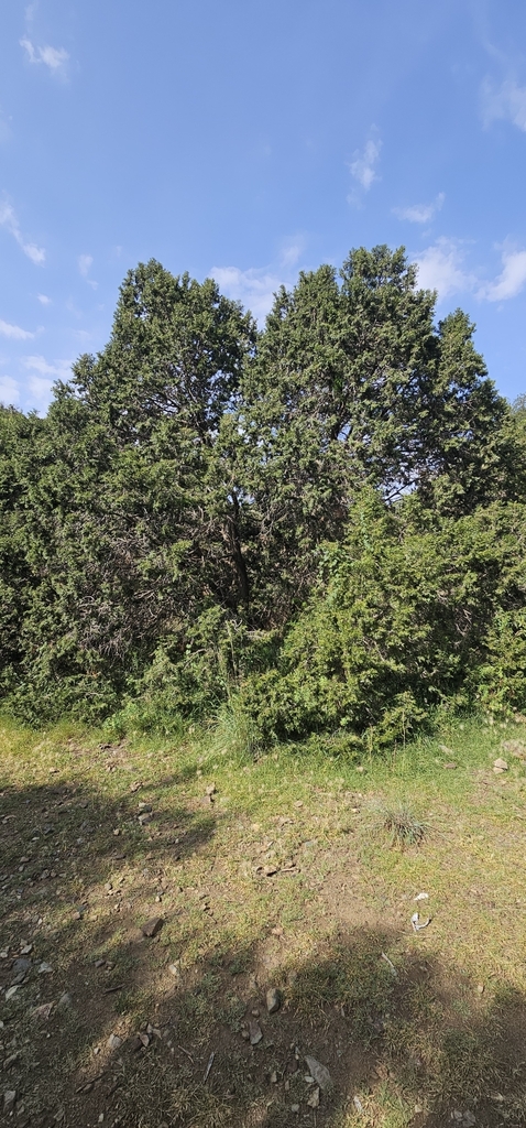 African Juniper reference