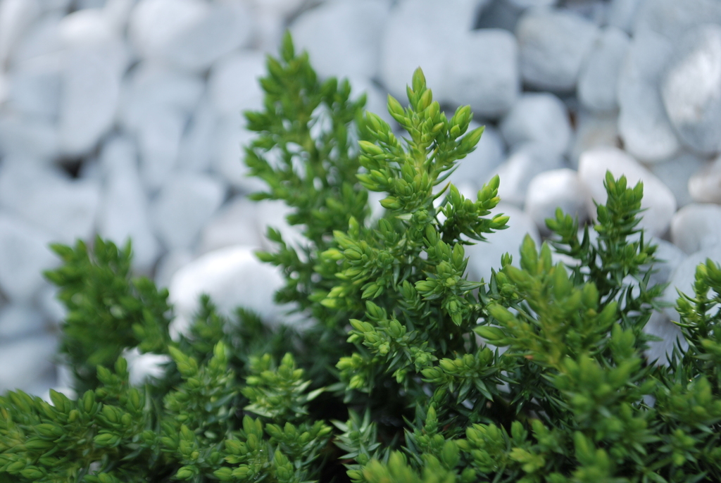 Japanese garden juniper reference