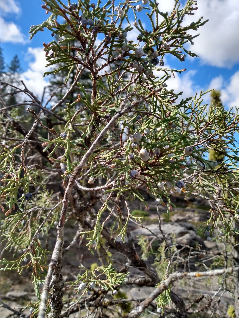 Rocky Mountain Juniper reference