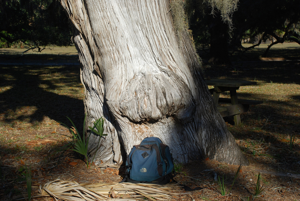 Eastern Red Cedar reference