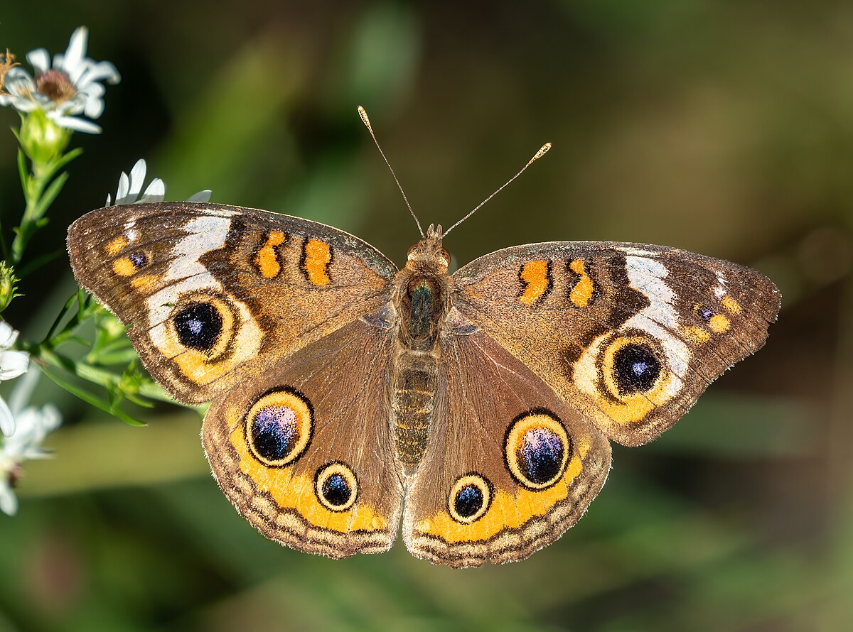 Common Buckeye reference