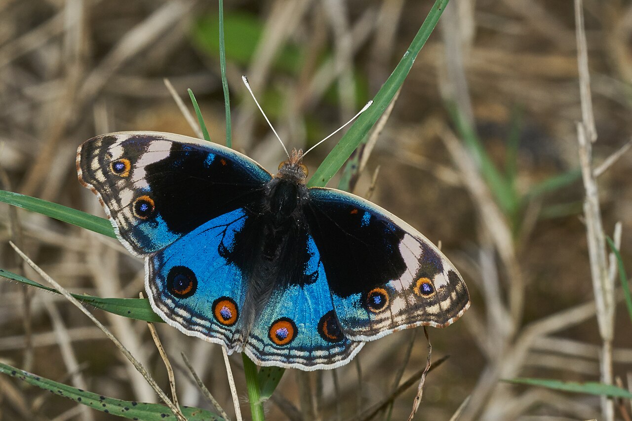 Blue Pansy reference
