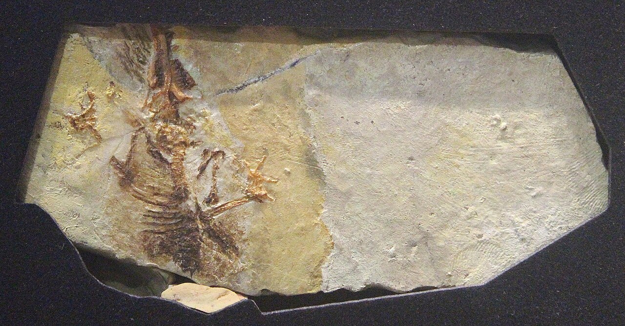 Juramaia sinensis reference