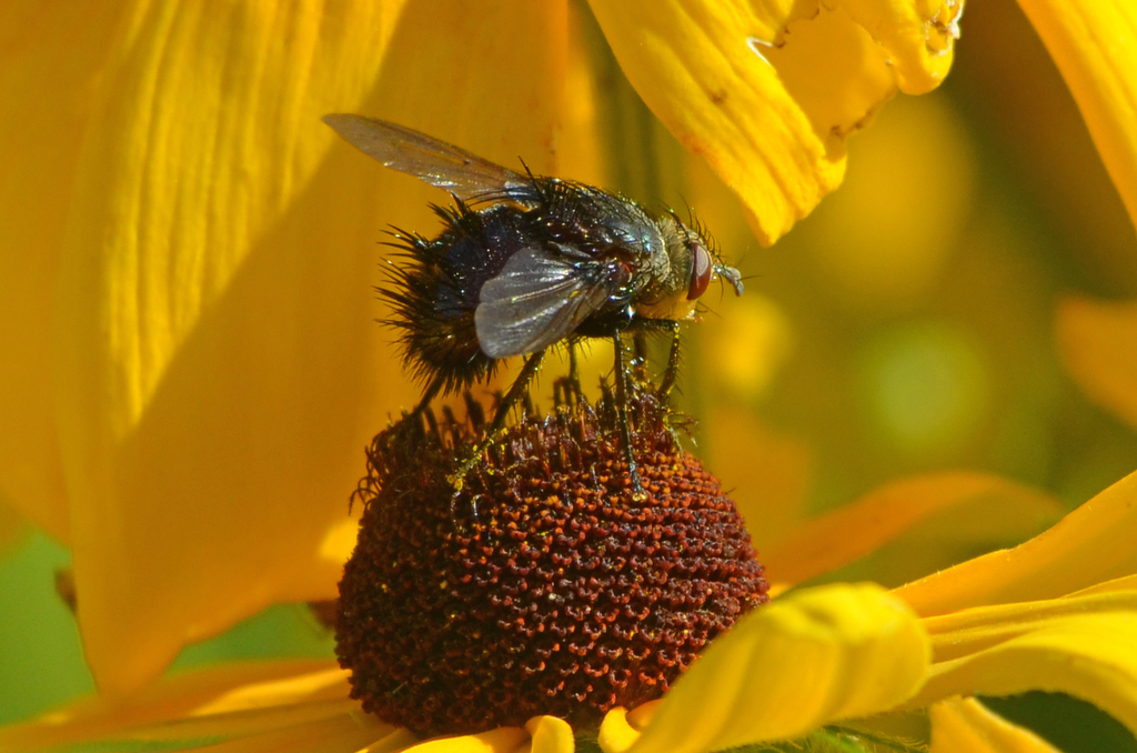 Juriniopsis adusta reference