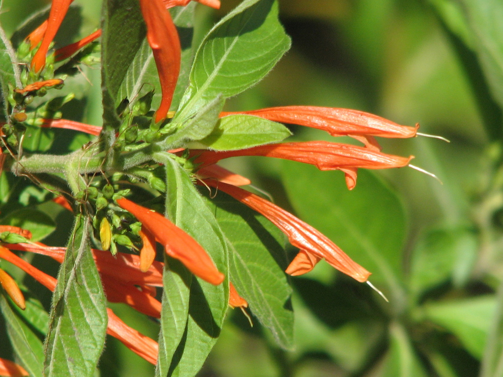 Mexican Honeysuckle reference