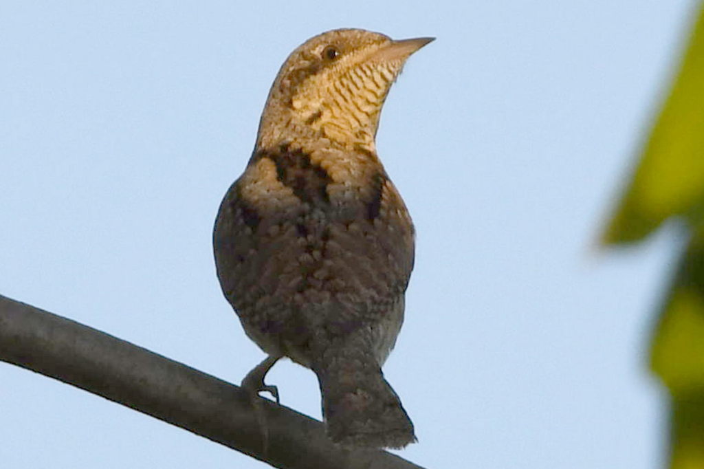 Eurasian Wryneck reference