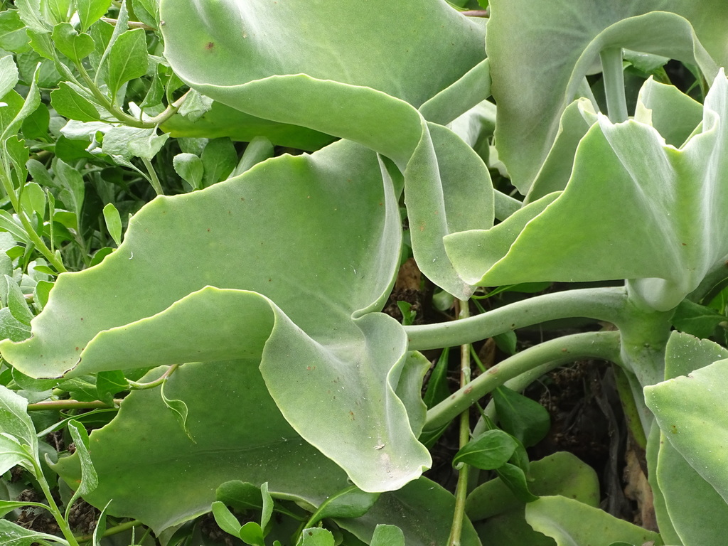 Velvet-leaf reference