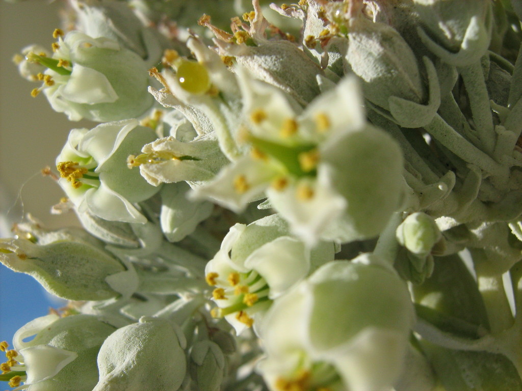 Kalanchoe luciae reference