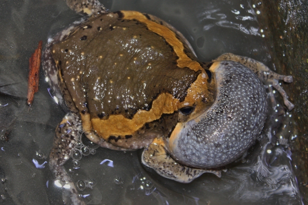 Asian Painted Frog reference