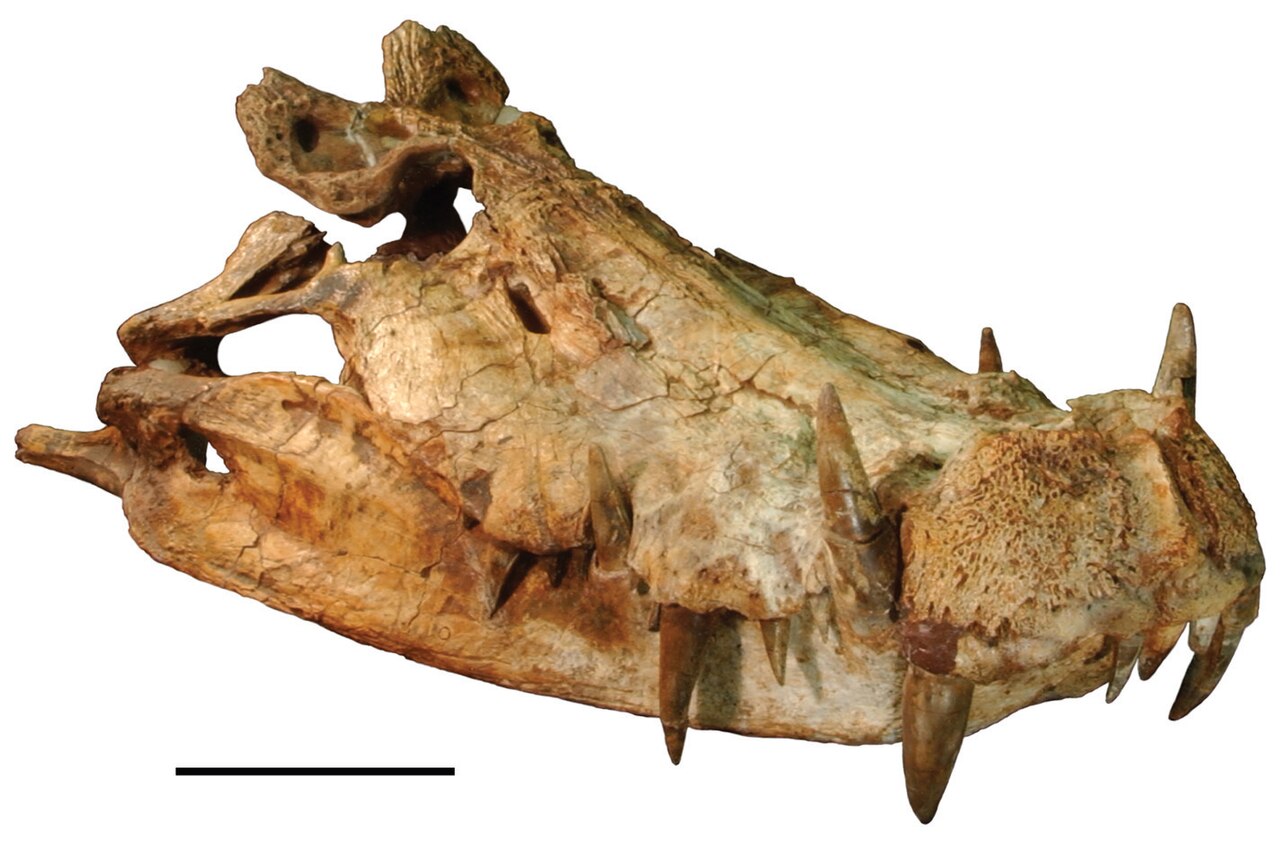 Kaprosuchus saharicus reference