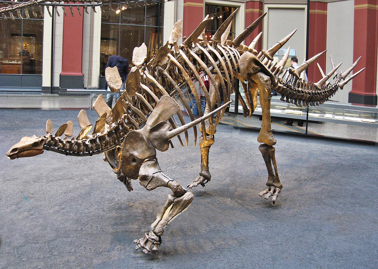 Kentrosaurus aethiopicus reference