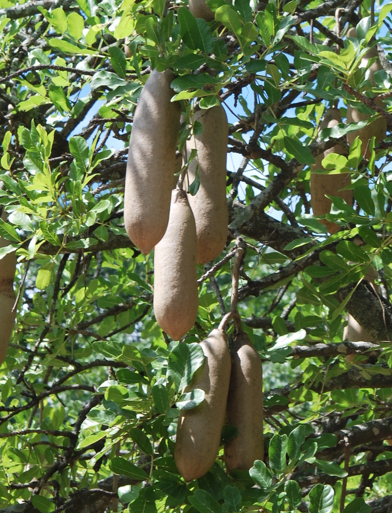 Sausage tree reference