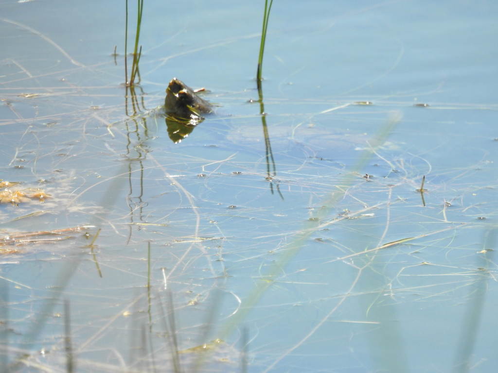 Sonoran Mud Turtle reference
