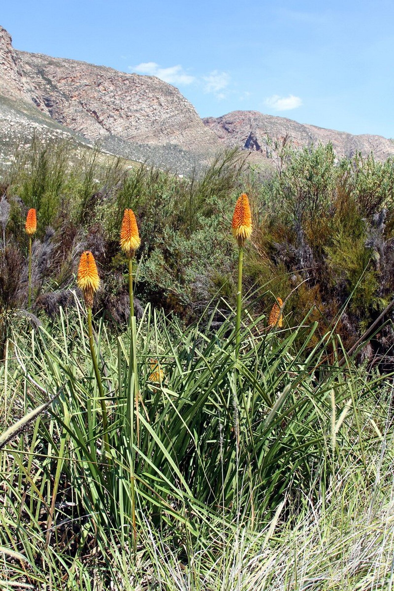 Kniphofia princeae reference