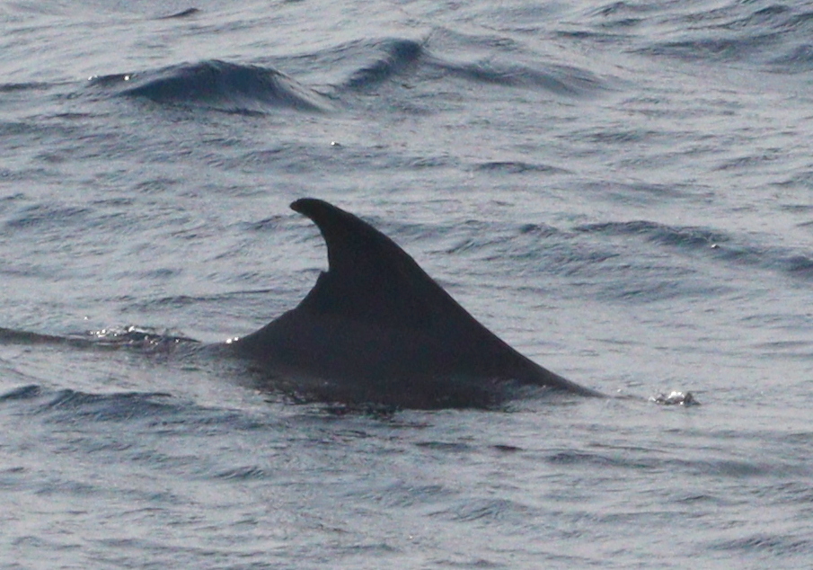 Dwarf Sperm Whale reference
