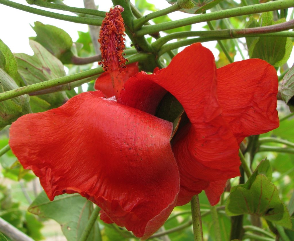 Kauai Treecotton reference