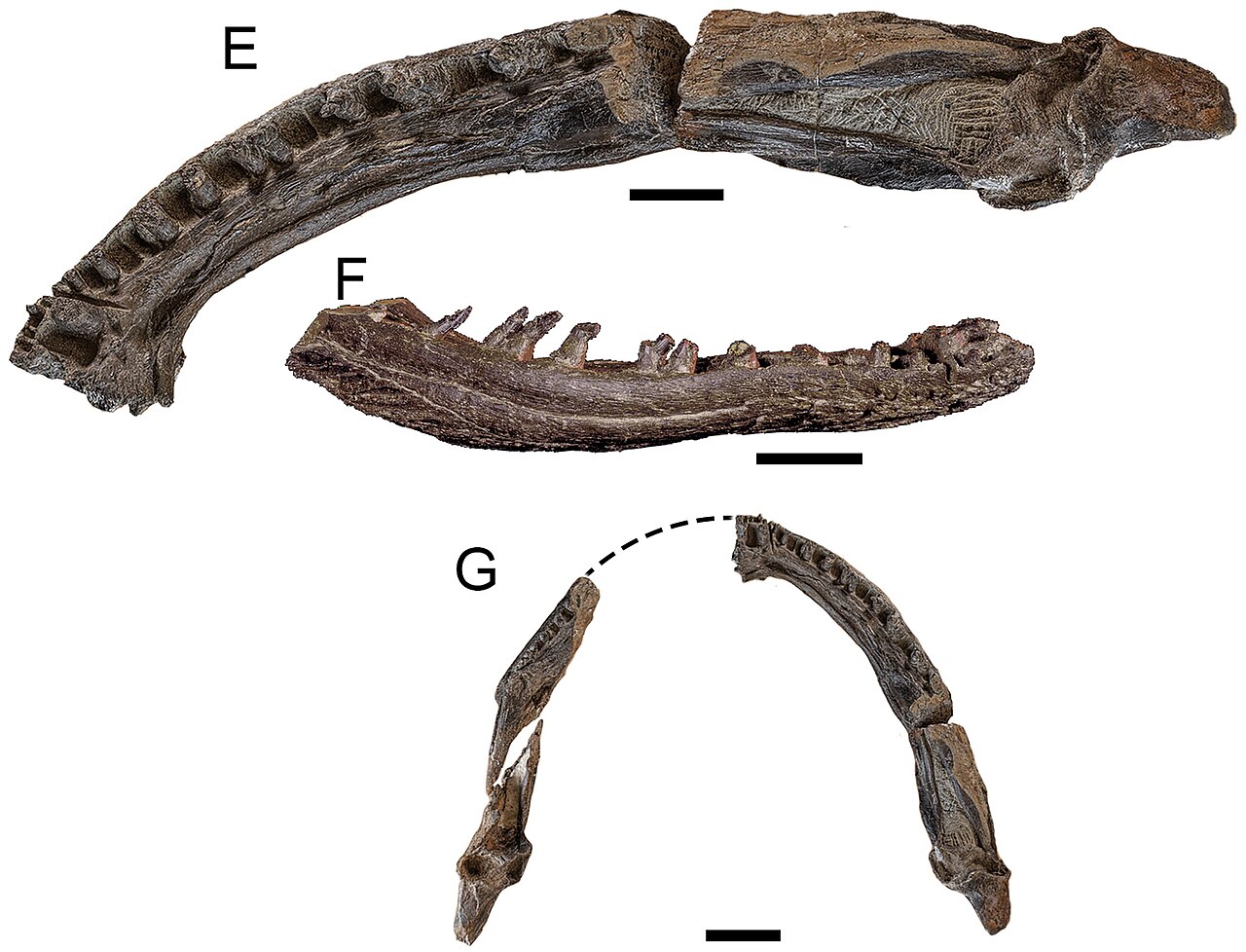 Koolasuchus cleelandi reference
