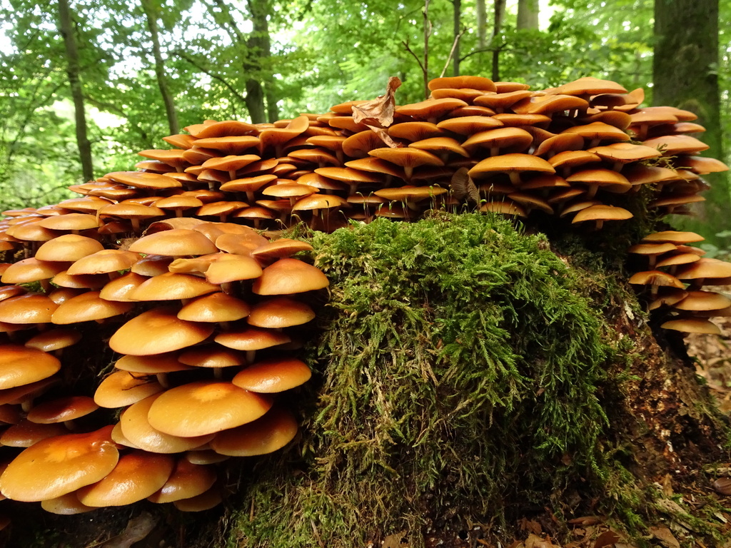 Sheathed Woodtuft reference