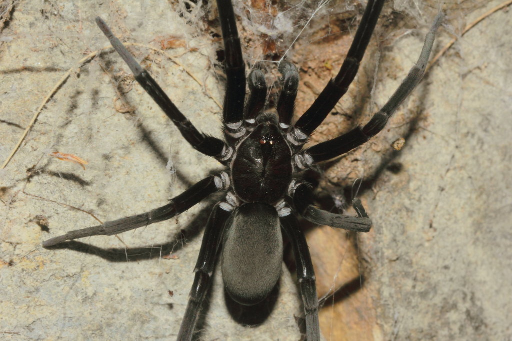 Southern House Spider reference