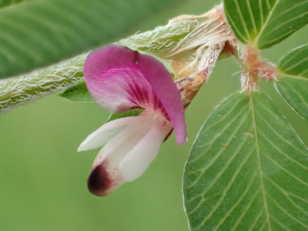 Japanese Clover reference