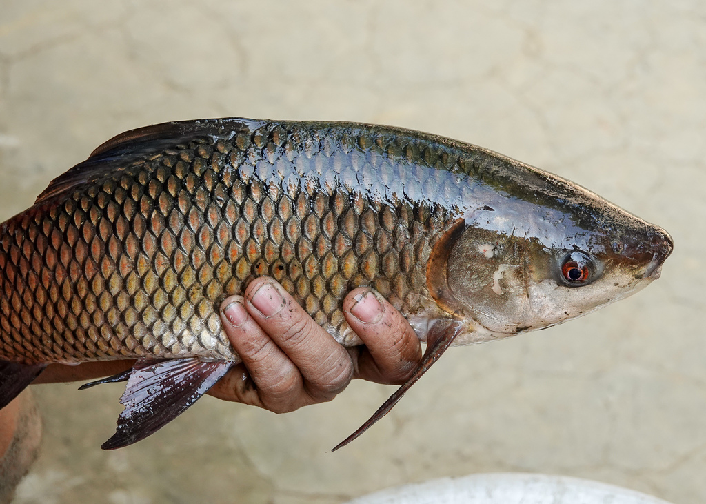 Rohu reference