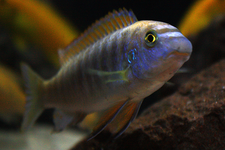 Scrapermouth Mbuna reference
