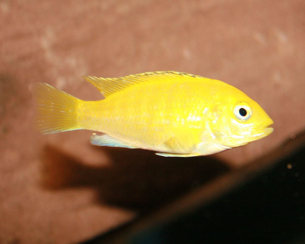 Electric Yellow Cichlid reference