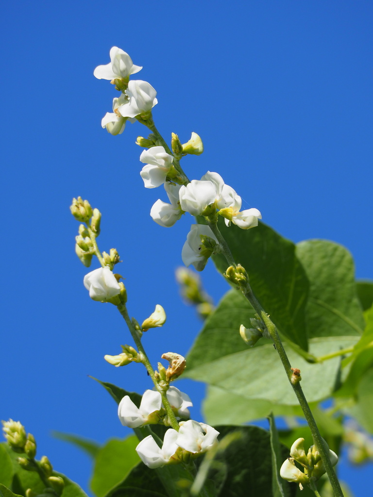 Hyacinth Bean reference