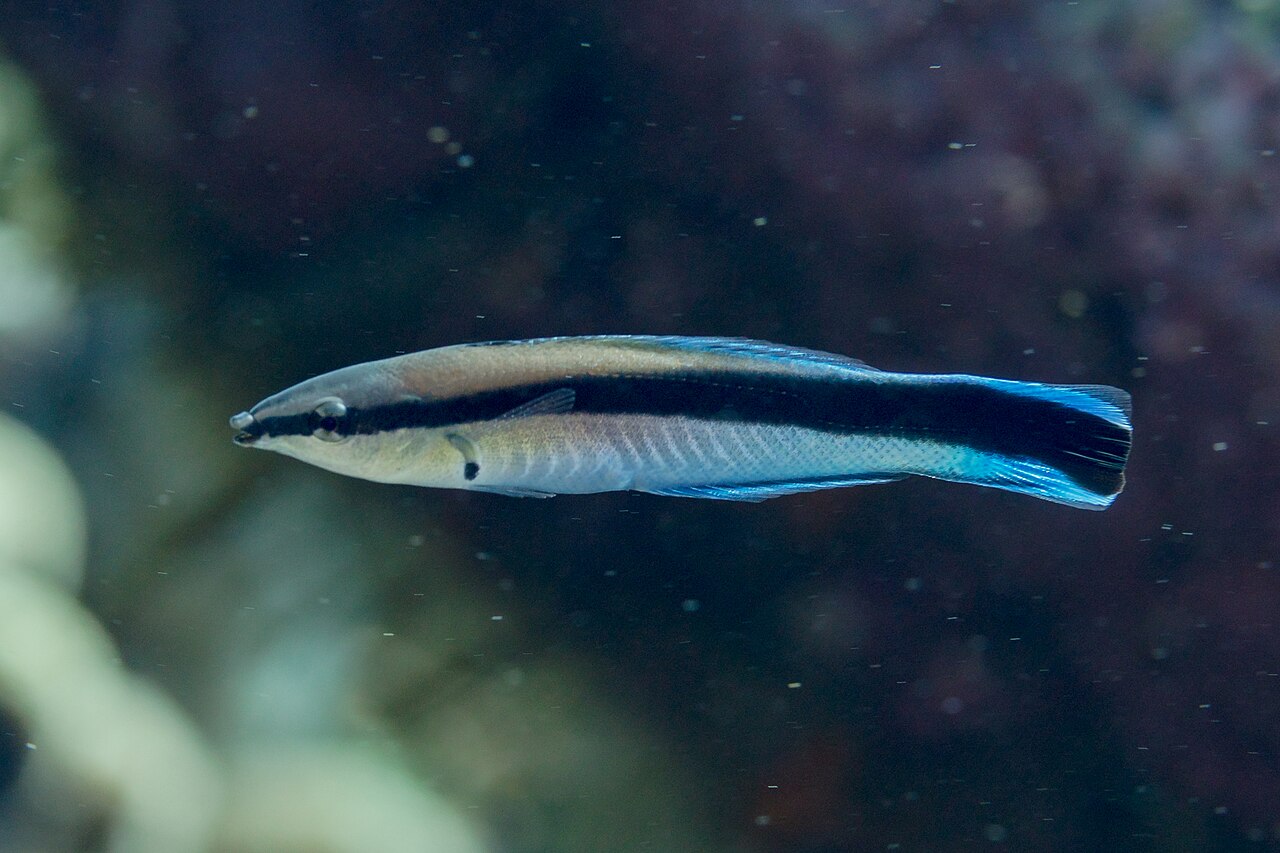 Bluestreak Cleaner Wrasse reference