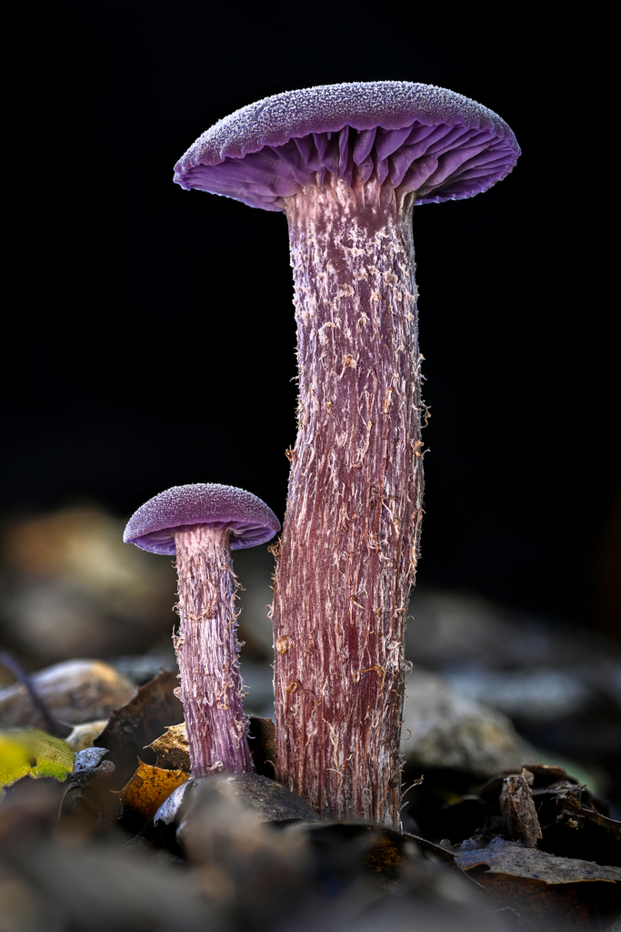 Western Amethyst Laccaria reference